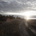 Solen går stämningsfullt ner över en gotländsk strandväg. Vid strandkanten står några vindpinade träd.